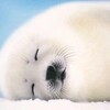 Логотип телеграм канала @seals_cao — В центре идём гулять или Ленивые тюленчики ЦАО
