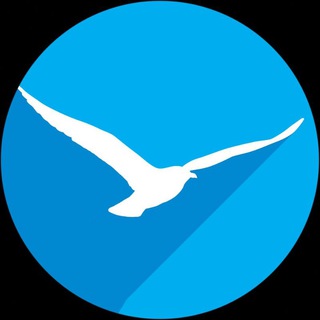 Логотип телеграм -каналу searchgull — SearchGull 