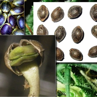 Логотип телеграм канала @seedbiosale — КУЛЬТУРА🌱