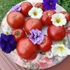 Логотип телеграм канала @seeds_tk — 🍅 ЛАТЫШ и Ко.