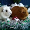 Логотип телеграм канала @selebrity_pitomnik_cavia — Selebrity_Pitomnik_cavia_sg