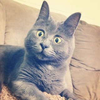 Логотип телеграм канала @self_employed_clown — Самозанятый Клоун