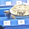 Логотип телеграм канала @sellcashintim — Селкеш. Девственницы