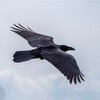 Логотип телеграм канала @send_a_raven — Пошлите ворона