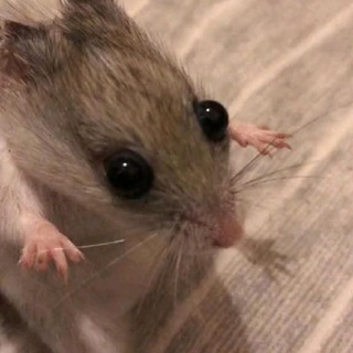 Логотип телеграм канала @sendnudxs — сенд ню (хентай и котики)