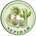 Logo saluran telegram sepidarcac — 🌵گلکده سپیدار 🌵(ملایر)