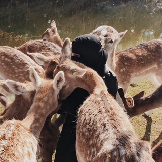 لوگوی کانال تلگرام sepqo — —