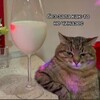 Логотип телеграм канала @serega2008biceps — серегабицепс_2008