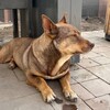 Логотип телеграм канала @serega_dog — ЭПИЧНЫЙ СЕРЕГА