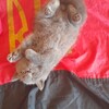 Логотип телеграм -каналу serikscats — Мої улюблені котики