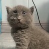 Логотип телеграм канала @seriykoshkaigla — Серый Кошка