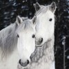 Логотип телеграм канала @severnaya_farmstead — КСК Северная усадьба КК Лада