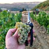 Логотип телеграм канала @sevwine888 — Коку́рные Истории 🍷
