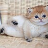Логотип телеграм канала @sexpushki — Секасные пушки