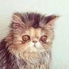 Логотип телеграм канала @sexychikenroll — Секс, котики, чикен-ролл