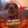 Логотип телеграм канала @sh1r0bas — Sh1RoBaS