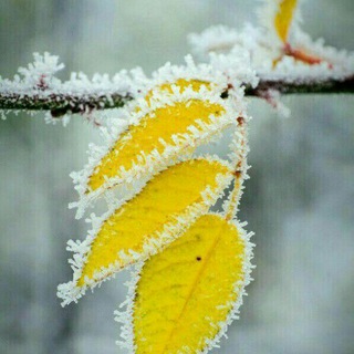 Logo of telegram channel shaeranehayekaviresabz — شاعرانه های کویرسبز