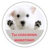 Логотип телеграм канала @shans_novoch — Группа помощи животным «ШАНС»