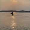 Logo of telegram channel shantarwhale — SHANTARWHALE