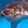 Logo of telegram channel shark_confession — SHARKS CONFESSION 🌊🦈