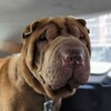 Логотип телеграм канала @sharpei_help — Sharpei_help