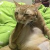 Логотип телеграм канала @shawtyspeech — 217мыслей