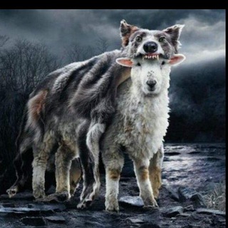 Логотип телеграм канала @sheepinwolfsclothing — Sheep in wolf's clothing