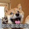 电报频道的标志 shegongfenxiang6666 — 社工分享群