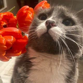 Логотип телеграм канала @sheldon_cat — my honey🍯
