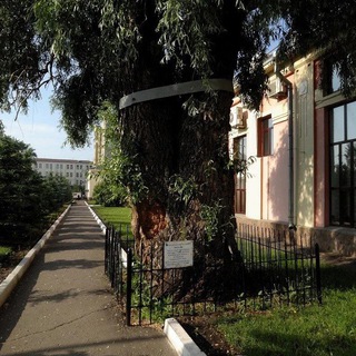 Логотип телеграм канала @shelestrustle — Лёгкий Шелест Листвы