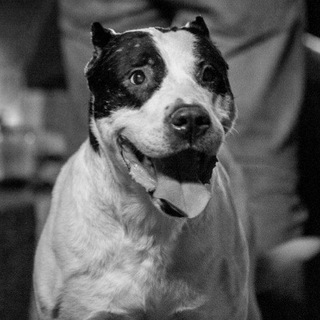 Логотип телеграм канала @shelter_animals_grandovskay — shelter_animals_grandovskay