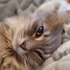 Логотип телеграм канала @shelter_life_cats — Животные Ростов, Волноваха, Мариуполь. Корм, лечение, поиск дома.