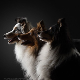 Логотип телеграм канала @shelti3 — 3shelti
