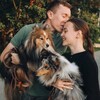 Логотип телеграм канала @sheltiesinmylife — Жизнь с шелти, как она есть 🐾