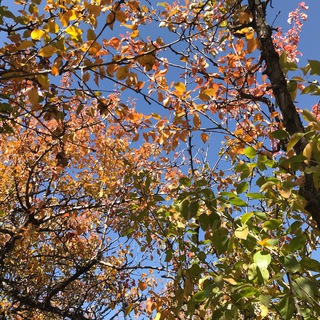 لوگوی کانال تلگرام sheregram — کنار شعر و ترانه