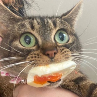 Telegram channel Котнота logo