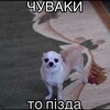 Логотип телеграм -каналу shevaalife — Life Shevaaa👾