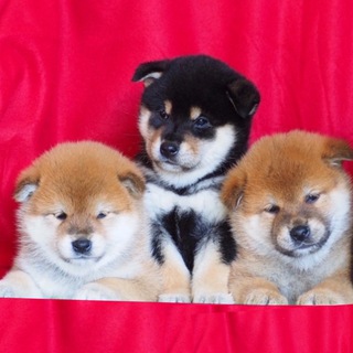 Логотип телеграм канала @shiba_tadaima_kennel — Питомник сиба ТАДАИМА/ щенки сиба