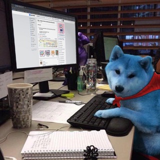 Логотип телеграм канала @shibayar — — shiba’s blog 🐕🇯🇵🌸 —