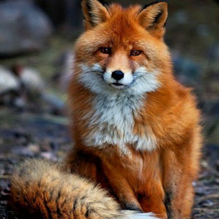 Логотип телеграм канала @shilverfox — Серебристая лиса🦊