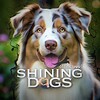 电报频道的标志 shiningdoggy — ᯏsʜɪɴɪɴɢ ᴅᴏɢsᶜʰᵃᶰᶰᵉᶫ