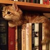 Логотип телеграм канала @shiniow01 — Shop Shiniow🪉
