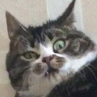 Логотип телеграм канала @shishkiotmishki — Шишки от Мишки