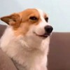 Telegram channel Shit Meme's 🔞 logo