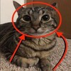 Логотип телеграм канала @shke3dchannel — ШТОО ЭТО ЖЕ ШКЕД КОТОРЫЙ ЭТОТ