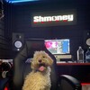 Логотип телеграм канала @shmoneydailyof — SHMONEY DAILY