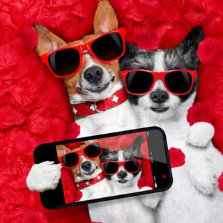 Логотип телеграм канала @shockconntent — Шок контетнт