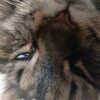 Логотип телеграм канала @shop_shanxai — какашки пакет