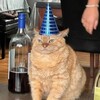 Логотип телеграм канала @showmecat — А покажи своего кота!!!