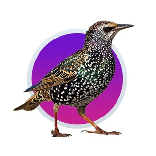 Логотип телеграм канала @shpak_memes — Shpak memes😱